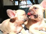 Cikolota Blue Fawn Fransız Bulldog