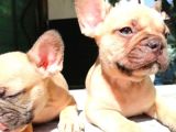 Cikolota Blue Fawn Fransız Bulldog