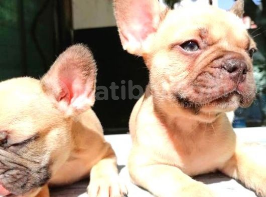 Cikolota Blue Fawn Fransız Bulldog