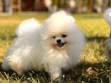 Kar Beyaz Pomerani̇an Boo