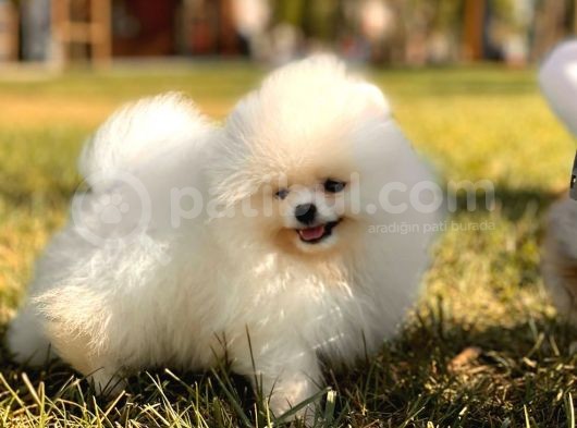 Kar Beyaz Pomerani̇an Boo