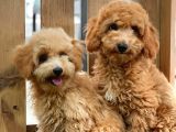 Sevi̇mli̇ Toy Poodle Bebekler
