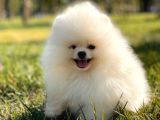Kar Beyaz Pomerani̇an Boo