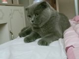 Çok Sevecen Scottish Fold Yavrumuz Yeni̇ Yuvasini Ariyor