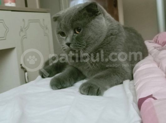 Çok Sevecen Scottish Fold Yavrumuz Yeni̇ Yuvasini Ariyor