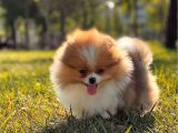 Teddy Bear Pomerani̇an Boo Bebekler
