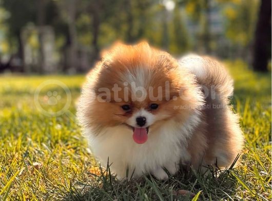 Teddy Bear Pomerani̇an Boo Bebekler