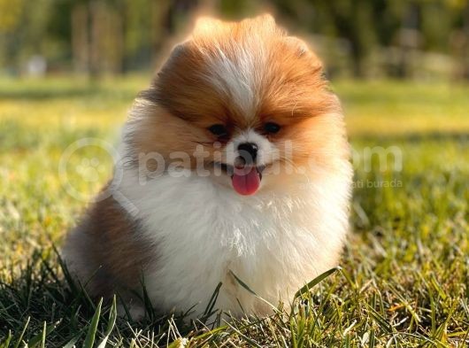 Teddy Bear Pomerani̇an Boo Bebekler görsel