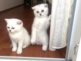 Son Iki Erkek Bebek Kendi Kedilerim
