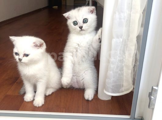 Son Iki Erkek Bebek Kendi Kedilerim görsel