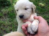 Golden Baby Face