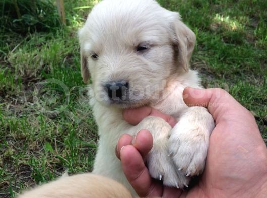 Golden Baby Face görsel