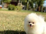 Kar Beyaz Pomerani̇an Boo
