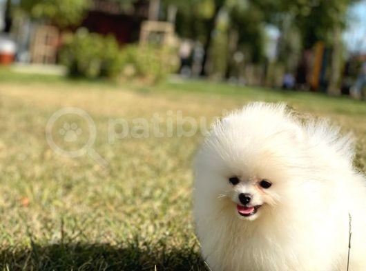 Kar Beyaz Pomerani̇an Boo görsel