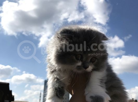 Scottish Fold Bicolor Longhair görsel
