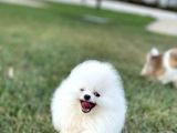 Kar Beyaz Pomerani̇an Boo