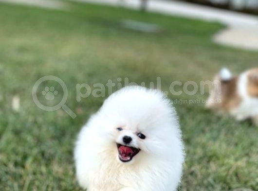 Kar Beyaz Pomerani̇an Boo görsel