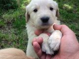 Golden Baby Face