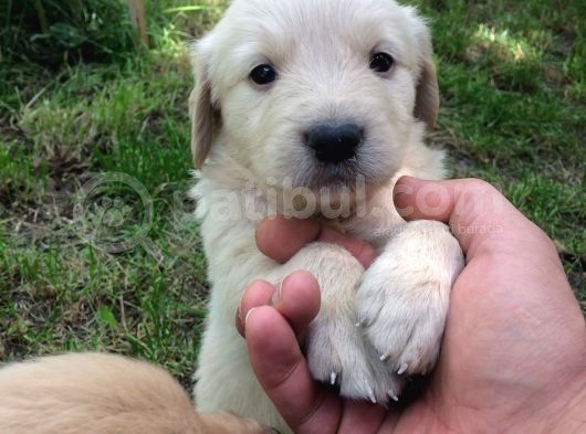 Golden Baby Face görsel