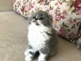 Scottish Fold Bicolor Longhair