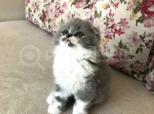 Scottish Fold Bicolor Longhair görsel