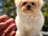 Mi̇cro Malti̇poo Bebekler
