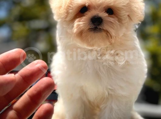 Mi̇cro Malti̇poo Bebekler görsel