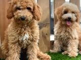 Sevi̇mli̇ Toy Poodle Bebekler