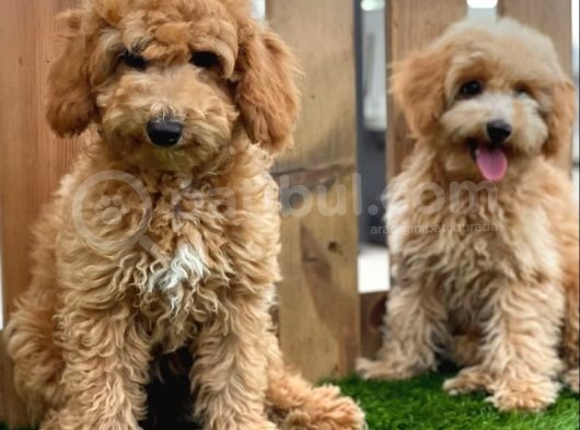 Sevi̇mli̇ Toy Poodle Bebekler