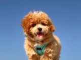 Mi̇ni̇ Toy Poodle Yavrumuz