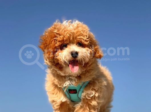 Mi̇ni̇ Toy Poodle Yavrumuz