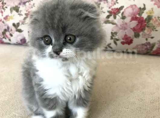 Scottish Fold Bicolor Longhair görsel