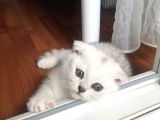 Son Iki Erkek Bebek Kendi Kedilerim