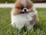 Teddy Bear Pomerani̇an Boo Bebekler