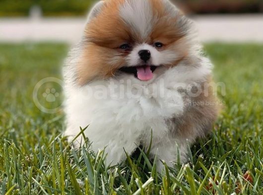 Teddy Bear Pomerani̇an Boo Bebekler görsel