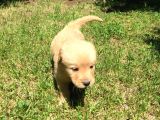 Golden Baby Face