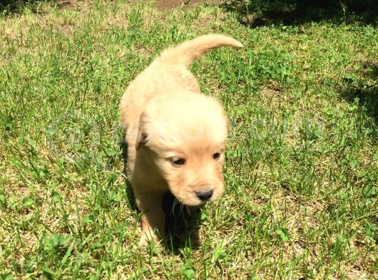 Golden Baby Face görsel
