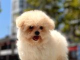 Mi̇cro Malti̇poo Bebekler