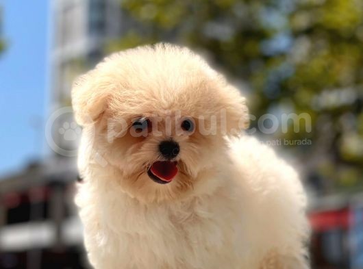 Mi̇cro Malti̇poo Bebekler