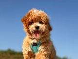 Mi̇ni̇ Toy Poodle Yavrumuz