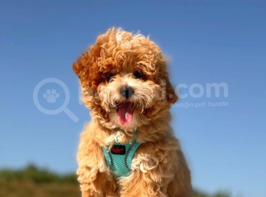 Mi̇ni̇ Toy Poodle Yavrumuz görsel