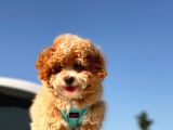 Mi̇ni̇ Toy Poodle Yavrumuz