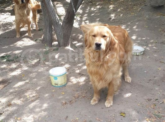 Golden Baby Face görsel