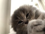 Kırık Kulak Chinchilla