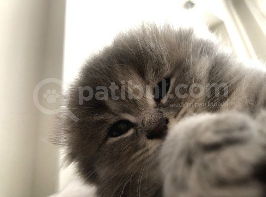 Kırık Kulak Chinchilla görsel