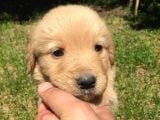 Golden Baby Face