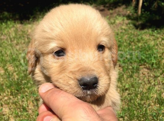Golden Baby Face