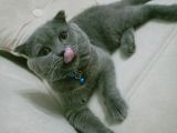 Çok Sevecen Scottish Fold Yavrumuz Yeni̇ Yuvasini Ariyor