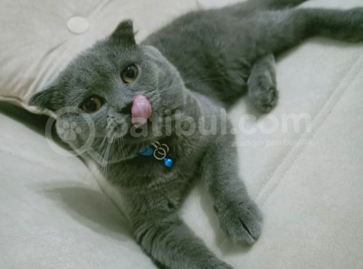 Çok Sevecen Scottish Fold Yavrumuz Yeni̇ Yuvasini Ariyor görsel