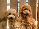 Sevi̇mli̇ Toy Poodle Bebekler